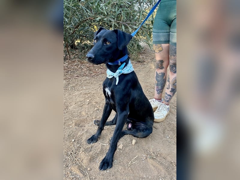 Lakritznase Jovi sucht ein Zuhause