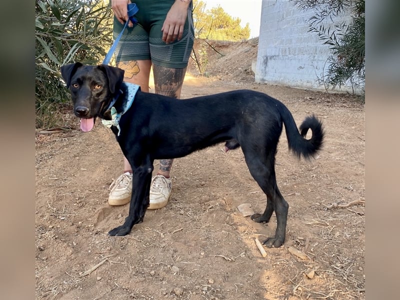 Lakritznase Jovi sucht ein Zuhause