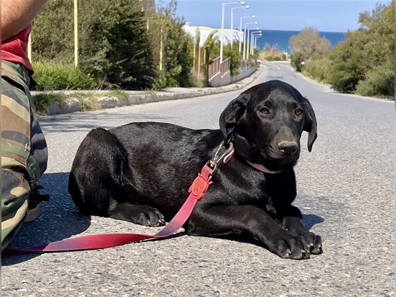Verschmuster Blacky sucht Körbchen..
