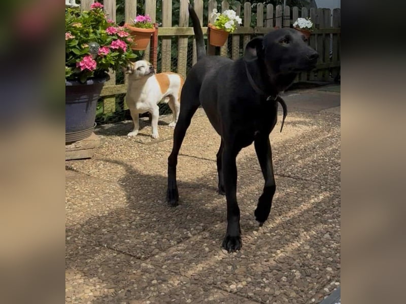 LINUS, unsicherer Schatz sucht sein Zuhause!