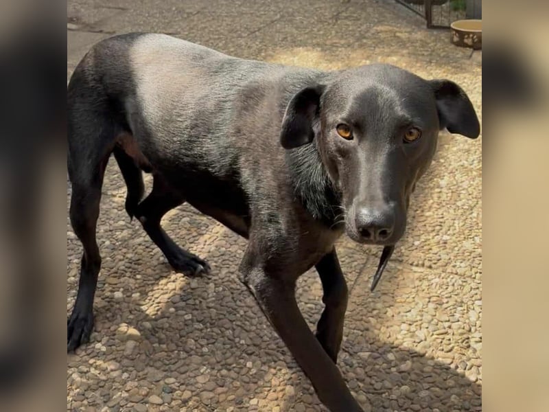 LINUS, unsicherer Schatz sucht sein Zuhause!
