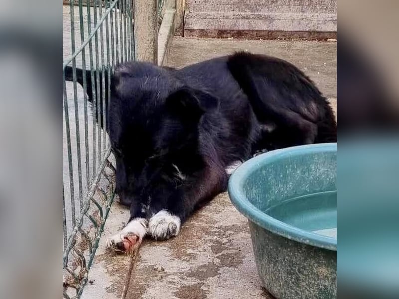 Blacky ist verträglich, verspielt und verschmust
