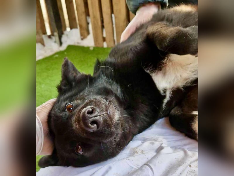 Blacky ist verträglich, verspielt und verschmust