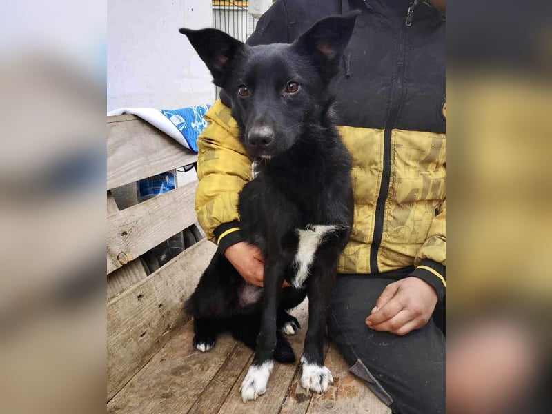 Blacky ist verträglich, verspielt und verschmust