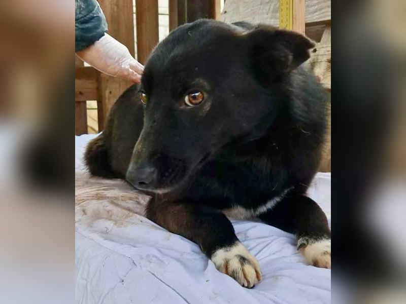 Blacky ist verträglich, verspielt und verschmust