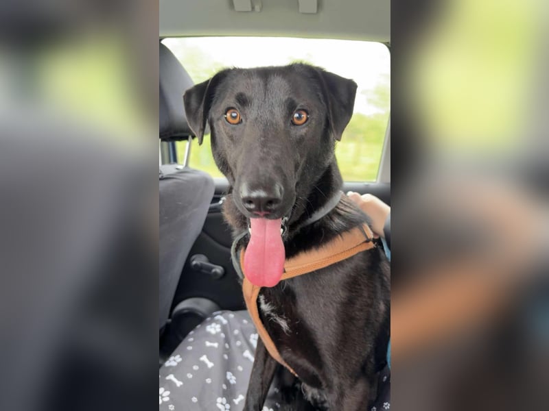 LINUS, unsicherer Schatz sucht sein Zuhause!