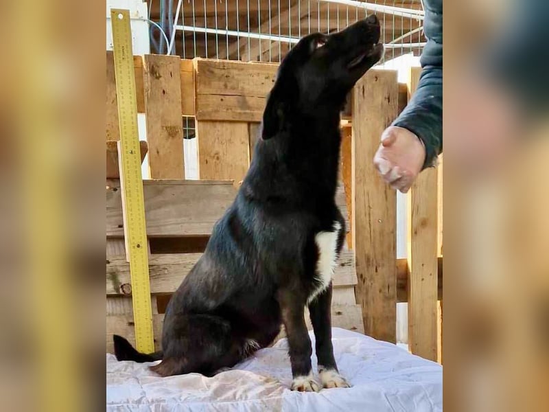 Blacky ist verträglich, verspielt und verschmust