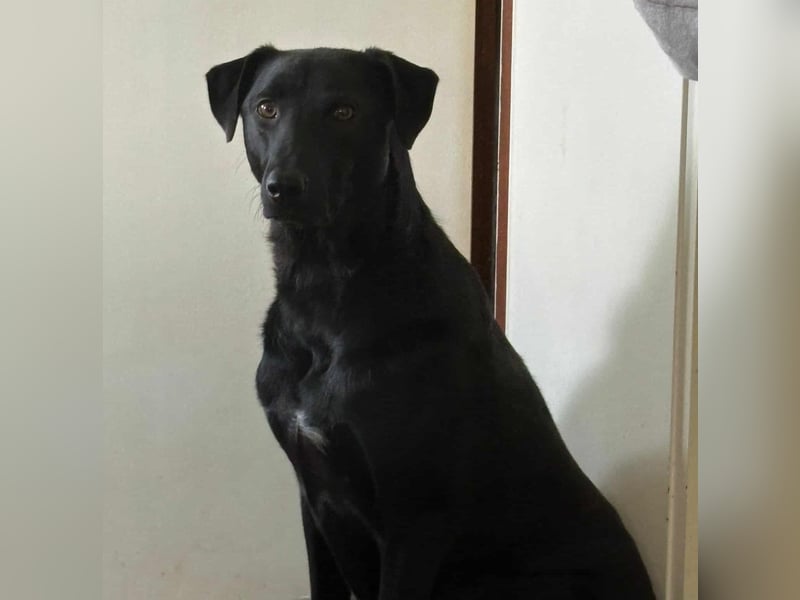 LINUS, unsicherer Schatz sucht sein Zuhause!