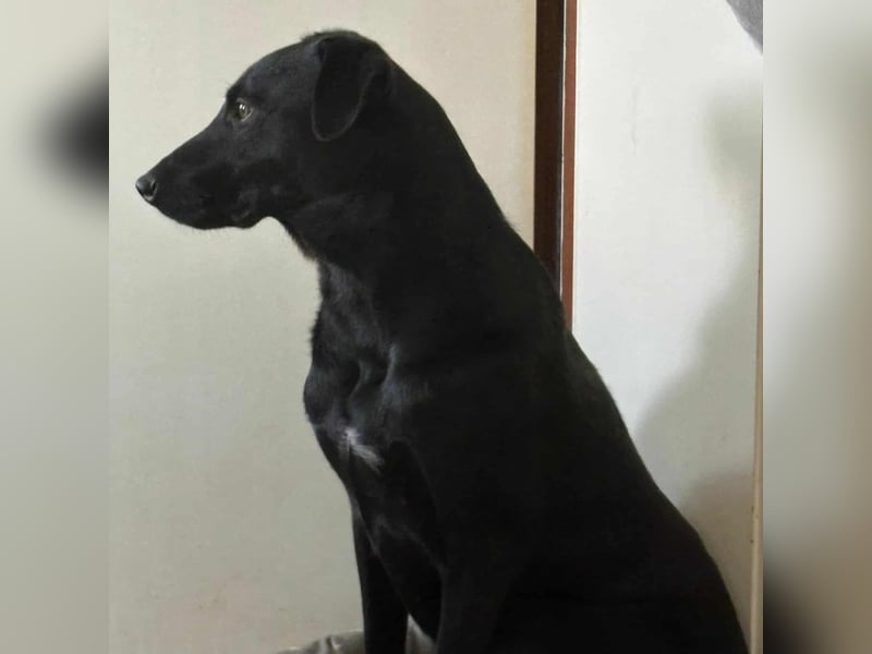 LINUS, unsicherer Schatz sucht sein Zuhause!
