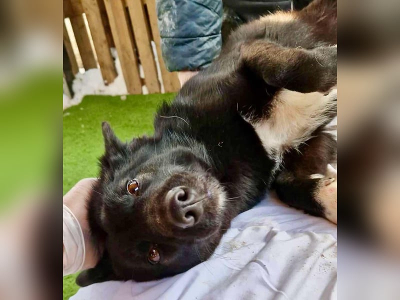 Blacky ist verträglich, verspielt und verschmust