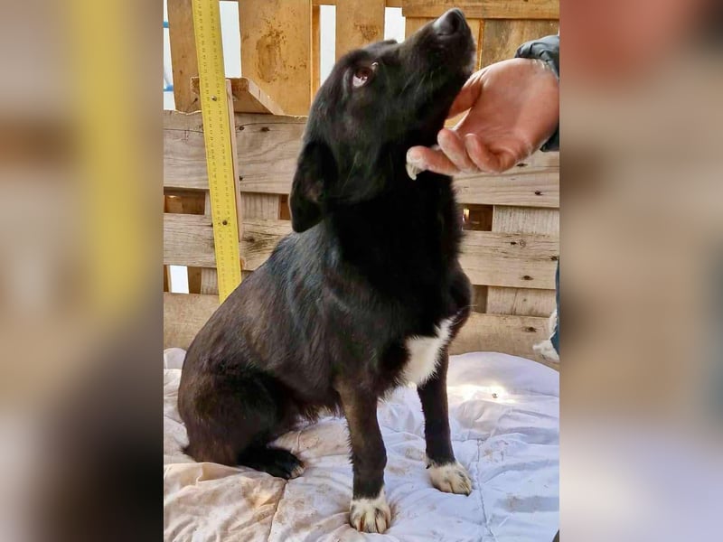 Blacky ist verträglich, verspielt und verschmust