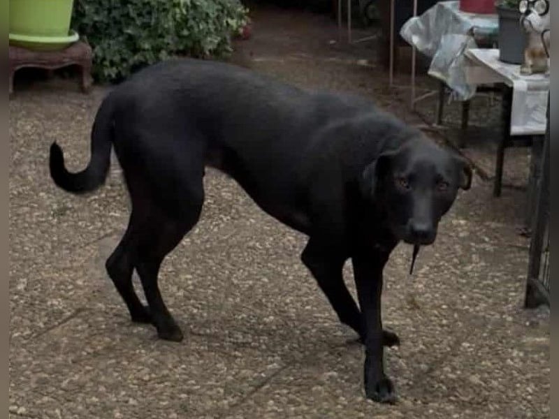 LINUS, unsicherer Schatz sucht sein Zuhause!