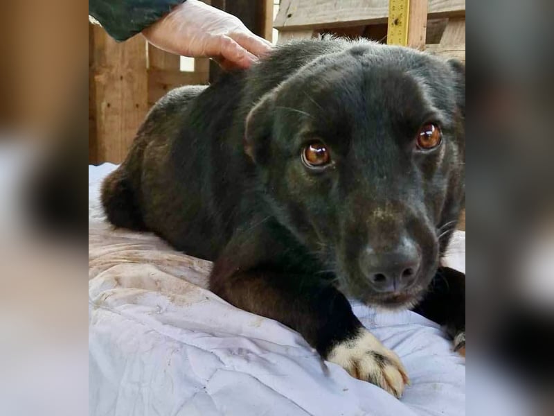 Blacky ist verträglich, verspielt und verschmust