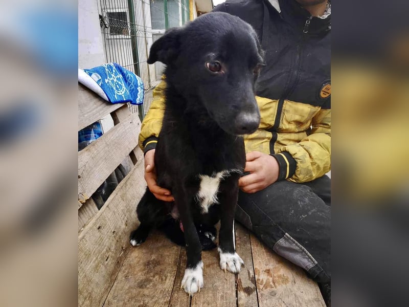 Blacky ist verträglich, verspielt und verschmust