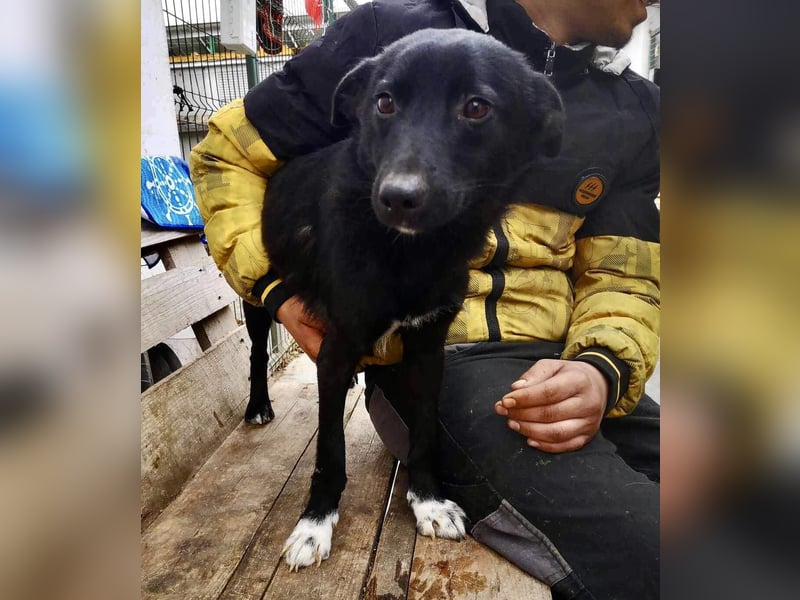 Blacky ist verträglich, verspielt und verschmust