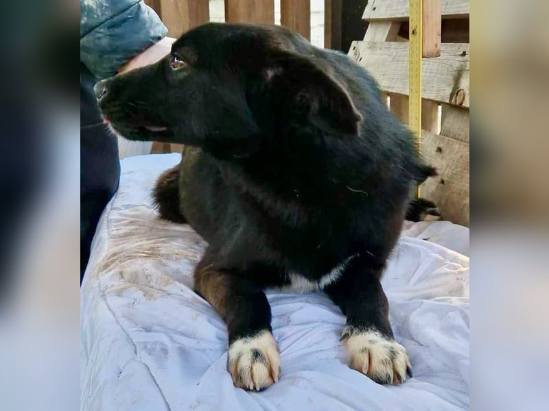 Blacky ist verträglich, verspielt und verschmust