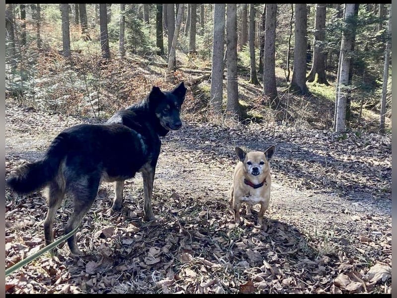 NELLO hat so viel gelernt und ein eigenes Zuhause mehr als verdient. Wer hat ein Plätzchen für ihn?