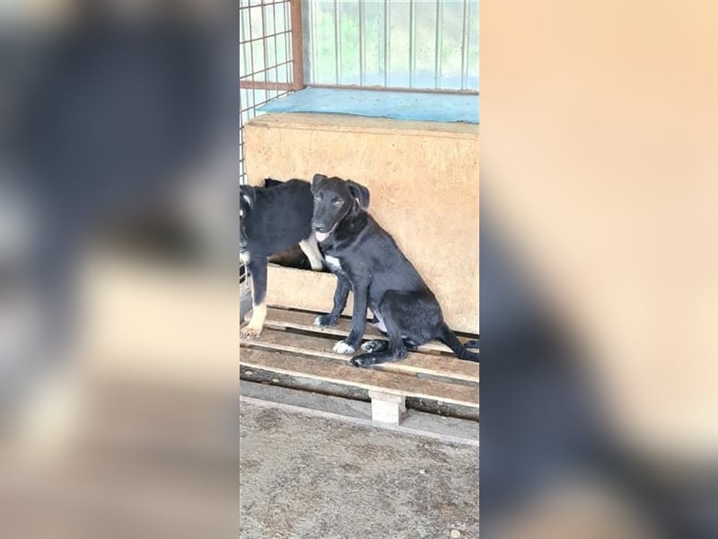 KALIMERO  wartet auf sein zuhause
