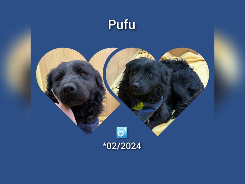 Junghund Pufi mächte Rumänie verlasssen