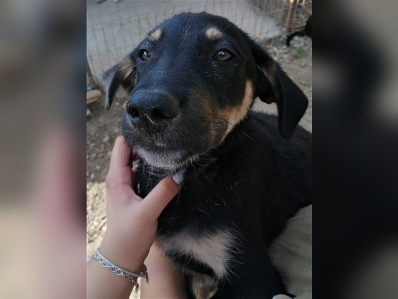BIKO Welpenjunge sucht sein zuhause
