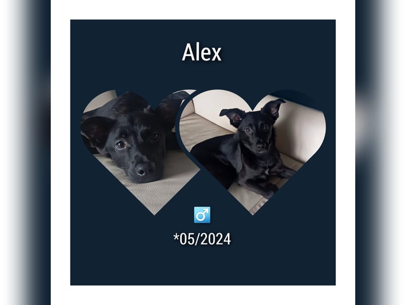 Welpe Alex lebt in Köln und muss  sein lieb gewonnenes Zuhause unverschuldet verlassen
