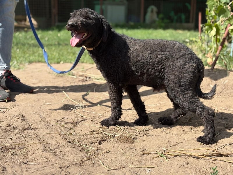 Benedek - so ein  toller Hund