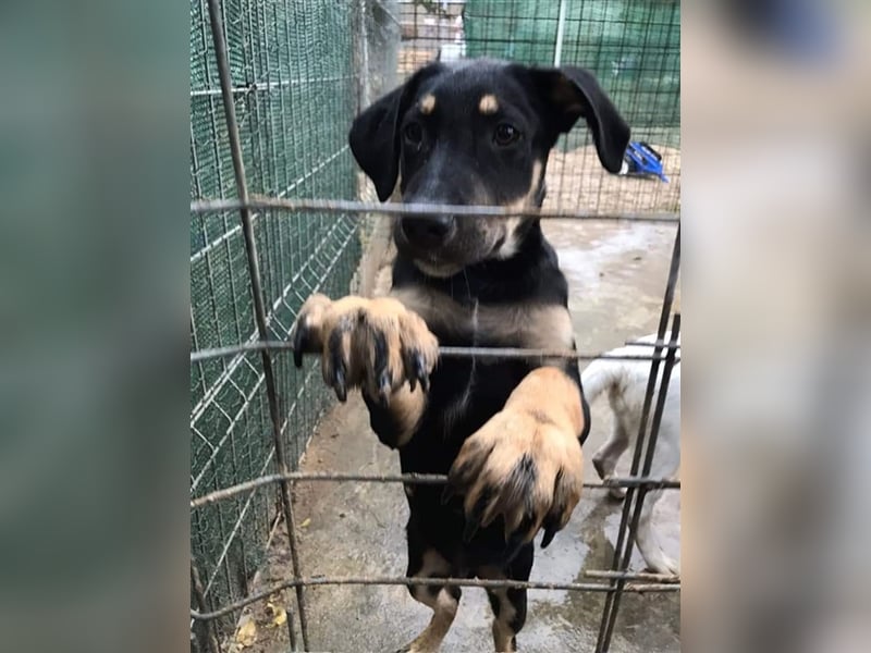 BIKO Welpenjunge sucht sein zuhause