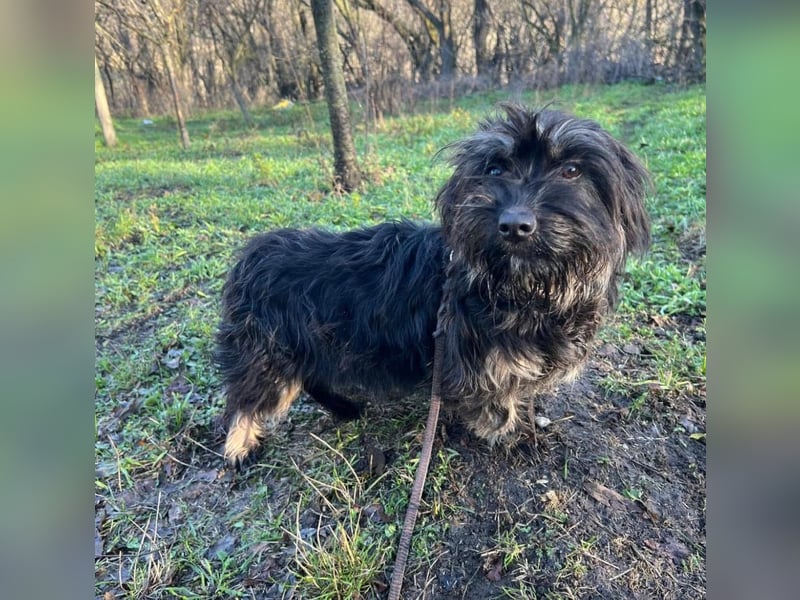 Nox Tierschutzhund sucht ein Zuhause