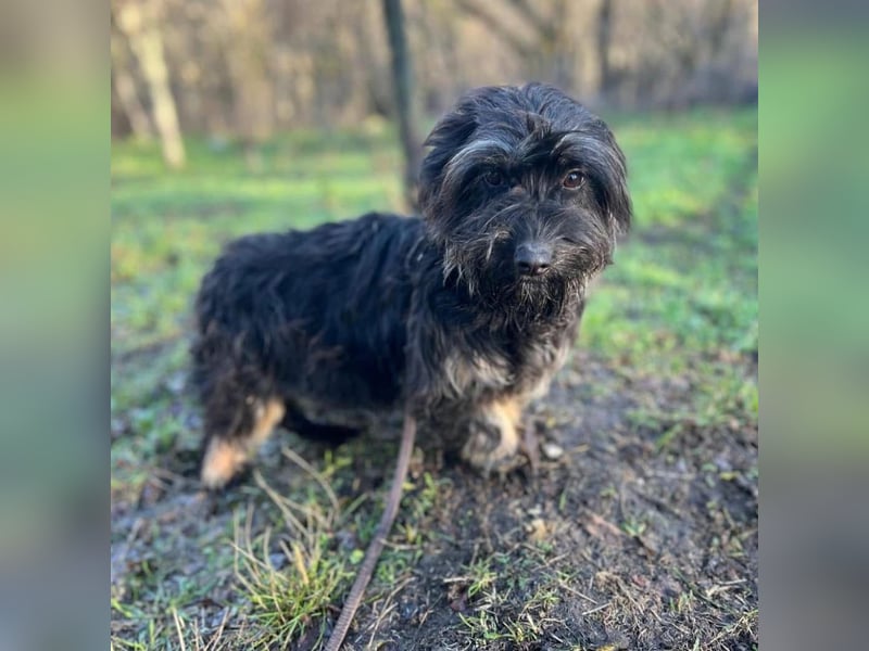 Nox Tierschutzhund sucht ein Zuhause