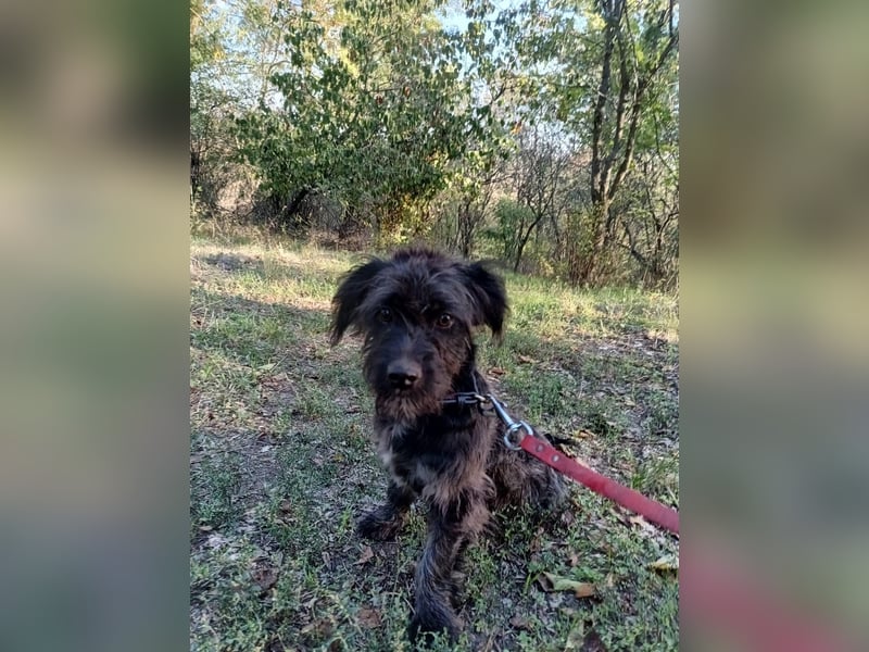 Nox Tierschutzhund sucht ein Zuhause