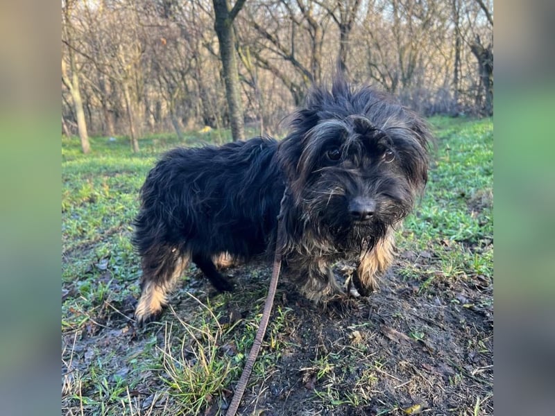 Nox Tierschutzhund sucht ein Zuhause