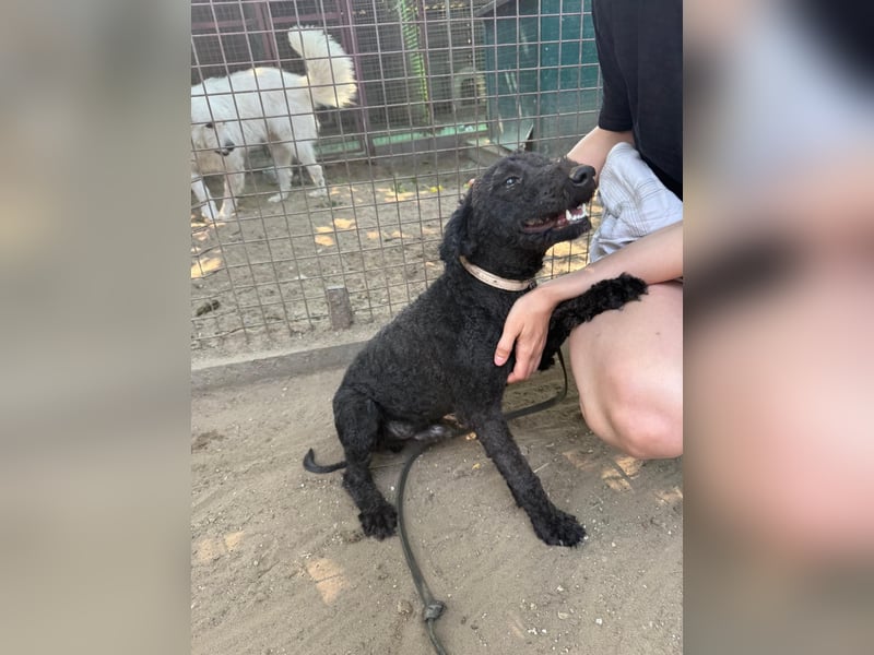 Benedek - so ein  toller Hund