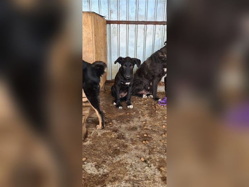 KALIMERO  wartet auf sein zuhause