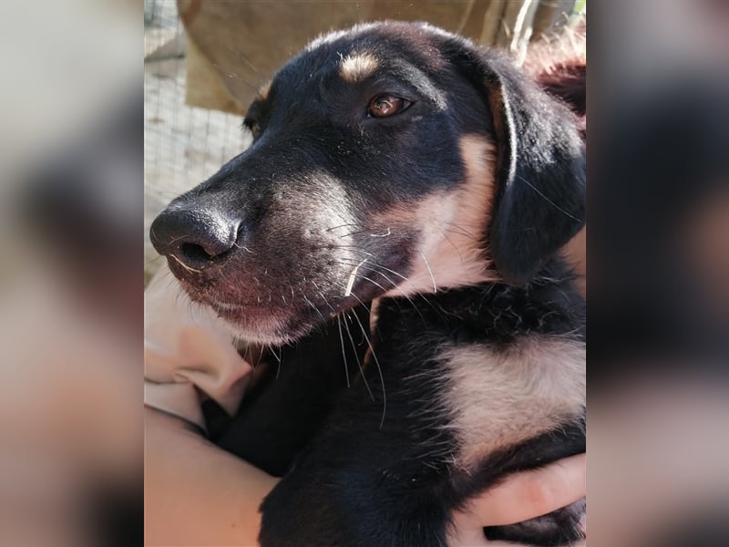 BIKO Welpenjunge sucht sein zuhause