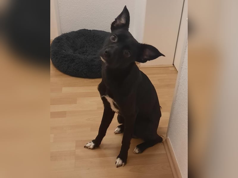 Bruno kommt nach 10 Wochen aus der Vermittlung zurück, er lebt in Hessen