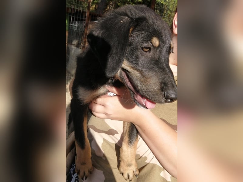 BIKO Welpenjunge sucht sein zuhause