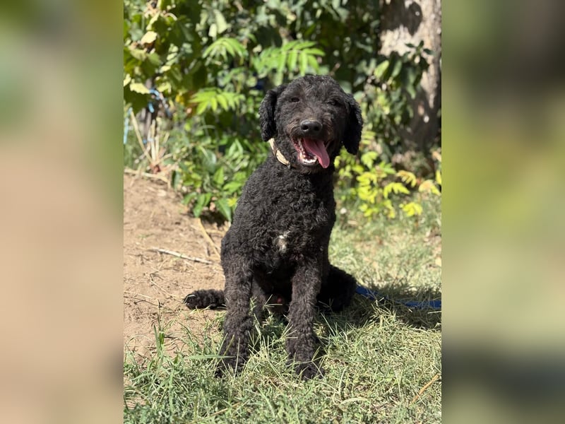 Benedek - so ein  toller Hund