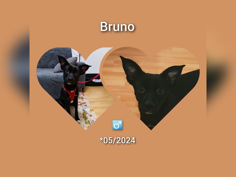 Bruno kommt nach 10 Wochen aus der Vermittlung zurück, er lebt in Hessen