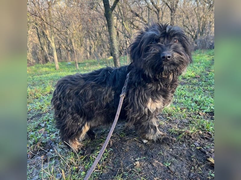 Nox Tierschutzhund sucht ein Zuhause