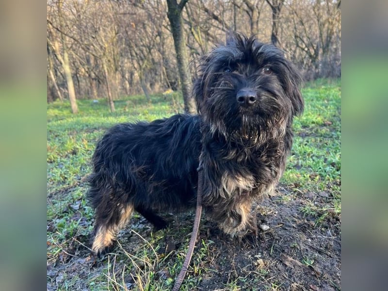 Nox Tierschutzhund sucht ein Zuhause