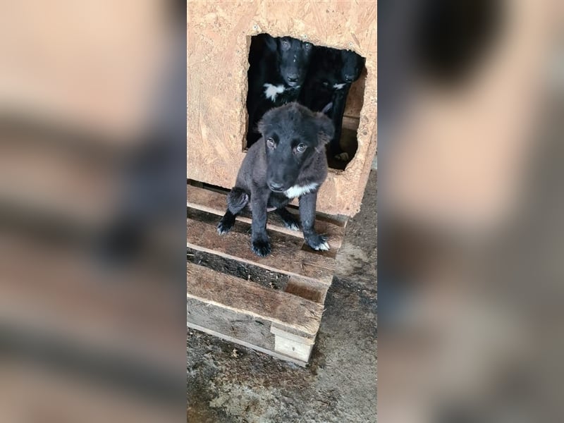 KARIM Welpenjunge wartet auf sein zuhause