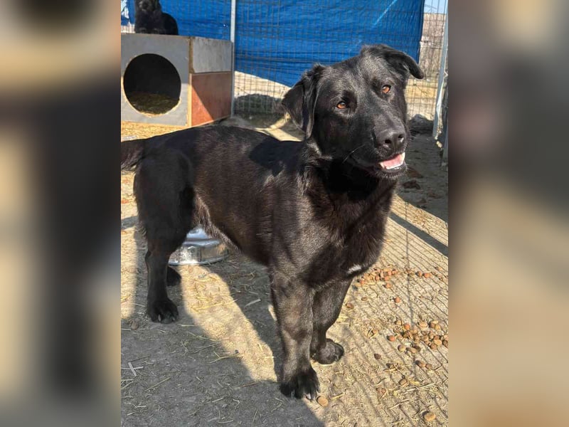 ⭐️COSTEL⭐️, Rüde, 2 Jahre, 42 cm, Mischling, Tierschutz