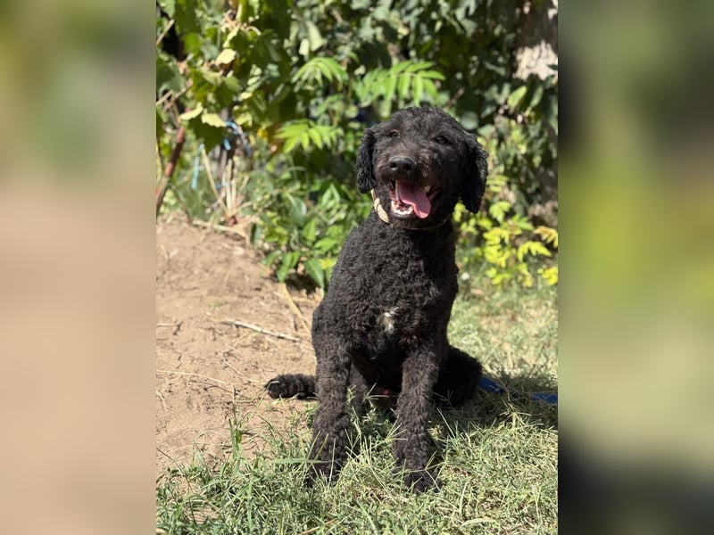 Benedek - so ein  toller Hund