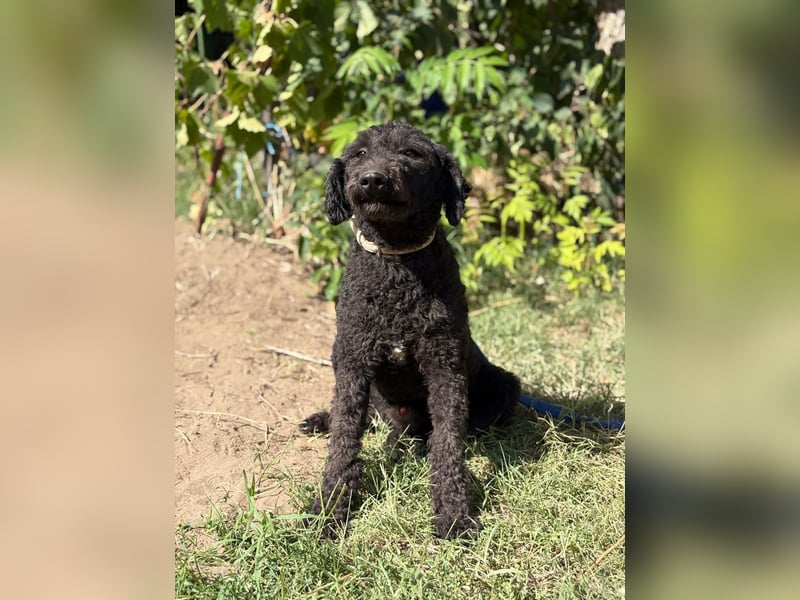 Benedek - so ein  toller Hund