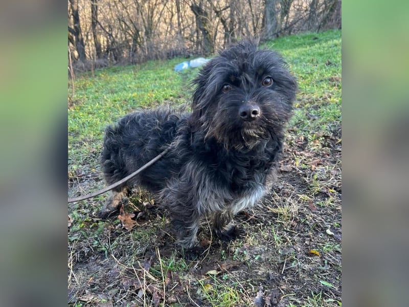 Nox Tierschutzhund sucht ein Zuhause