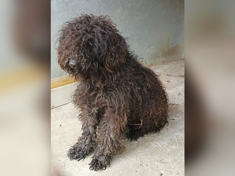 Benedek - so ein  toller Hund