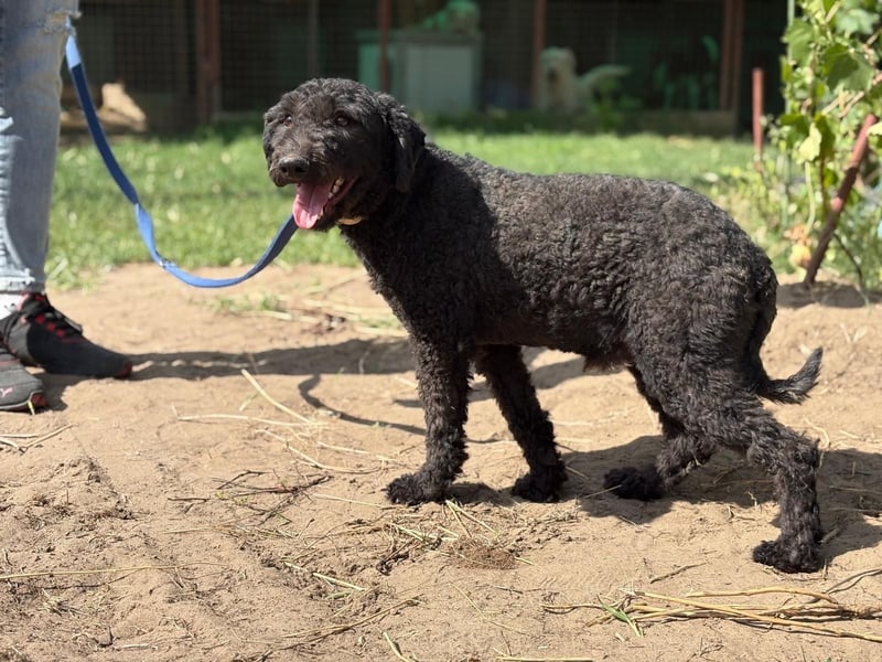Benedek - so ein  toller Hund