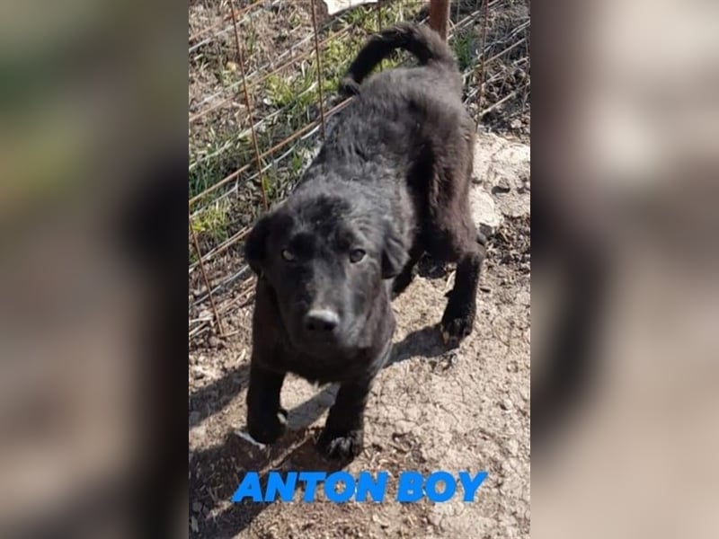 ANTON