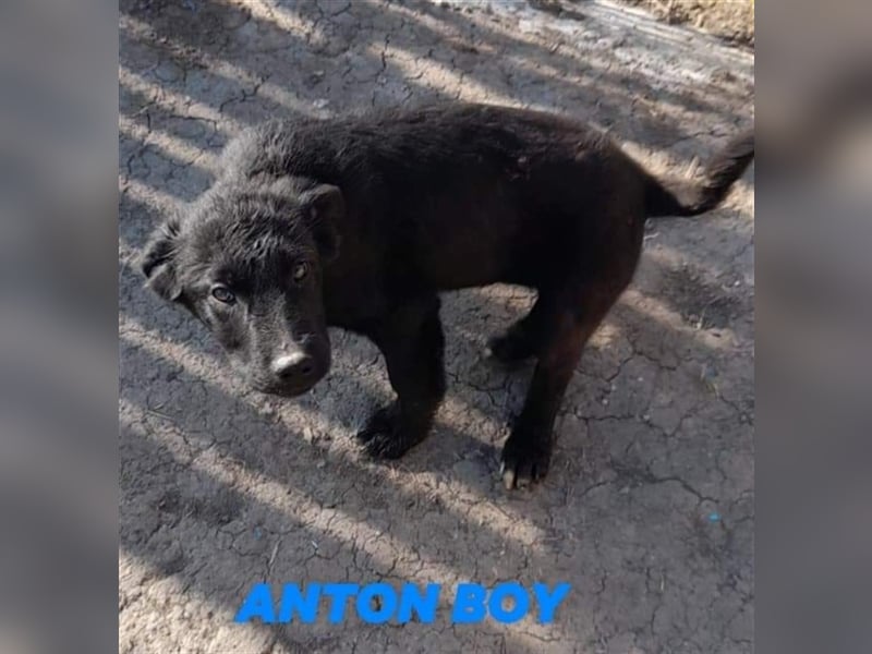 ANTON