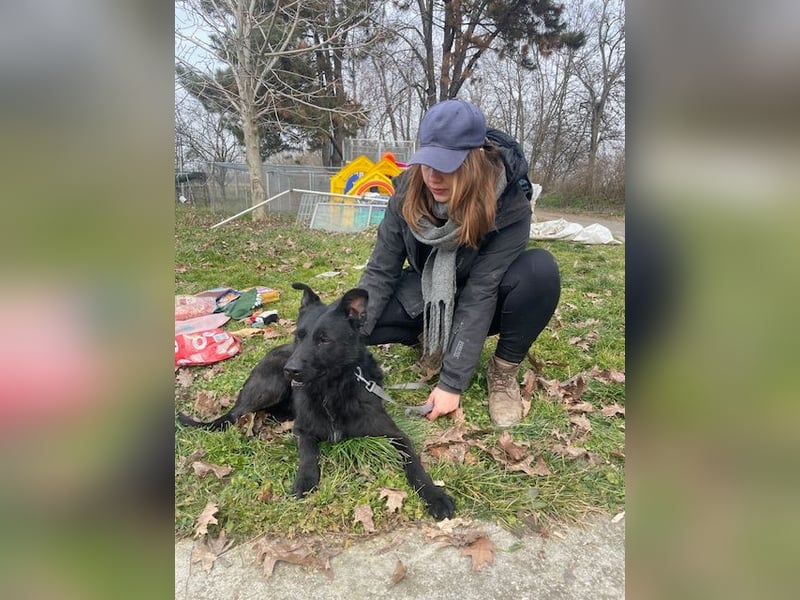 Toller Tavasz sucht ein Zuhause!